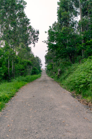 Path in the middle of the forestの写真素材
