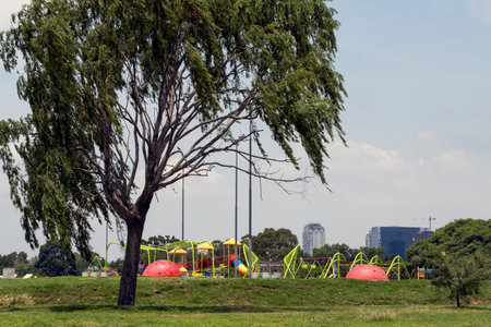 large tree providing shade in city parkの写真素材