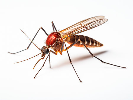 mosquito on white backgroundの素材