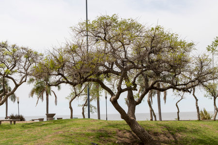 photo of tree in the park next to the rio de la plata, buenos aires, argentinaの写真素材