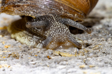 Snail seen up close with macro photography and selective focusの写真素材