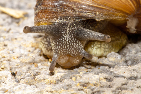 Snail seen up close with macro photography and selective focusの写真素材