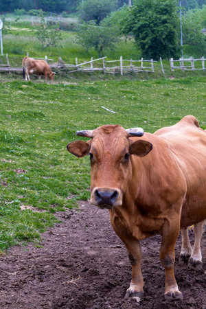 Cow staring at camera in meadowの写真素材