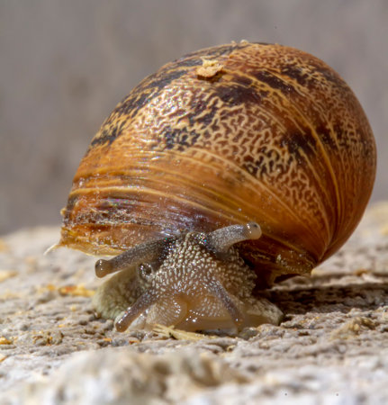 Snail seen up close with macro photography and selective focusの写真素材