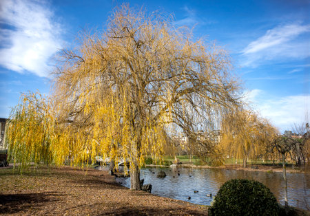 cypress of the marshes taxodium distichum at the edge of the pond with ducksの写真素材