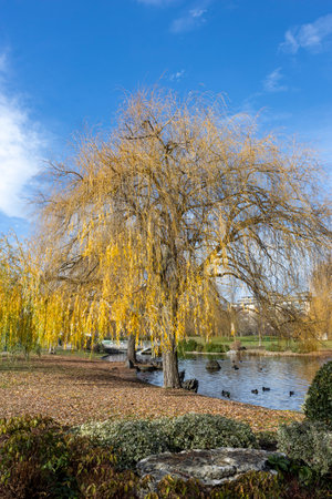 marsh cypress taxodium distichum at the edge of the pond with ducksの写真素材
