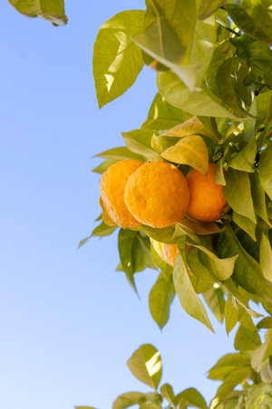 oranges on the tree seen from close upの写真素材
