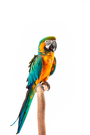 closeup of nice colorful parrotの素材