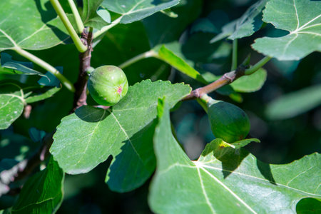 figs close-up shot on the branchの写真素材