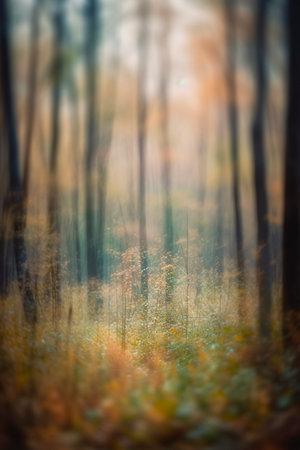 bokeh (blur) background in the forestの素材