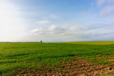 Panoramic of green field with lonely tree under blue skyの写真素材