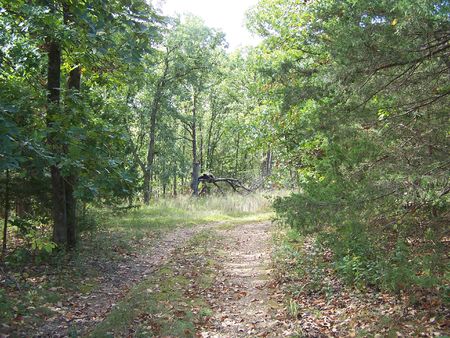 Sunlit trail in the woodsの写真素材