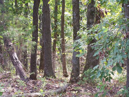 Woods in Central Missouriの写真素材