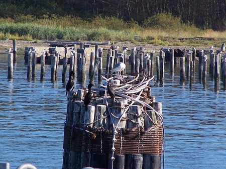Bird on a postの写真素材