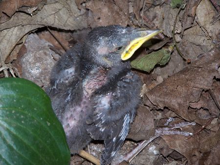   Bird fallen from the nestの写真素材