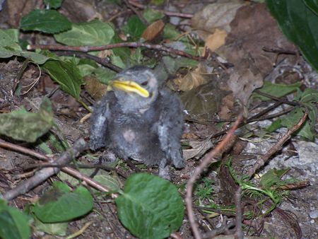  bird lost on the groundの写真素材