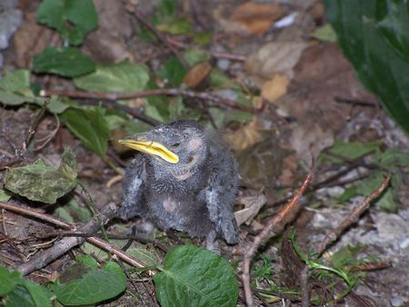  bird looking for momの写真素材