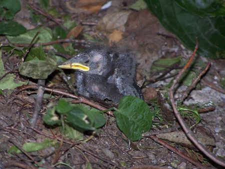  Birdの写真素材