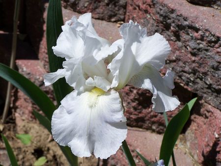 White Irisの写真素材