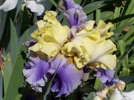 Violet and Yellow Irisの写真素材