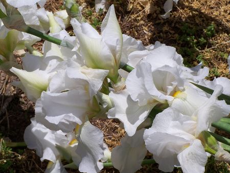 White Cluster of Irisの写真素材