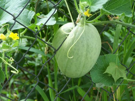 Unripe cantelope in a fenceの写真素材