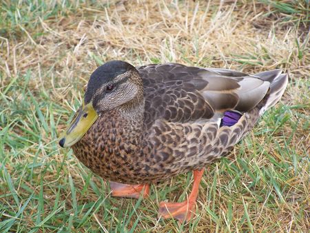 Female Mallard Duckの写真素材