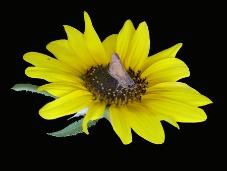 Moth on a sunflowerの写真素材
