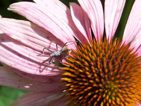 Bug on a flowerの写真素材