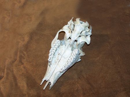 Doe jawboneの写真素材