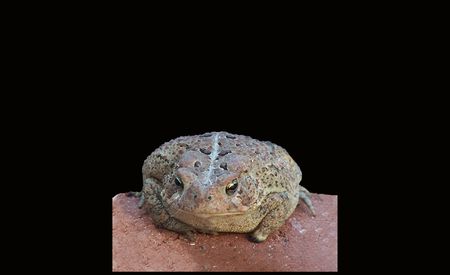 Toad on a Brick In Missouriの写真素材