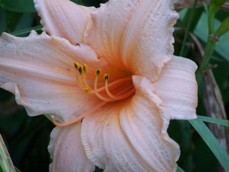 Peach Daylily in Missouriの写真素材