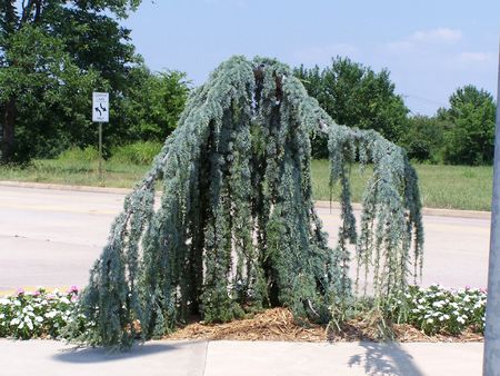 Evergreen bush in Arkansasの写真素材