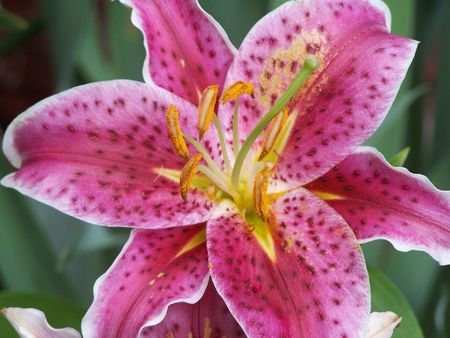 Pink Lily in Missouriの写真素材