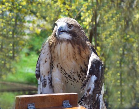 Trained Hawkの写真素材