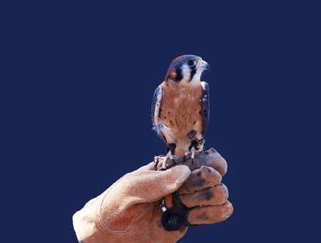 Trained Falconの写真素材