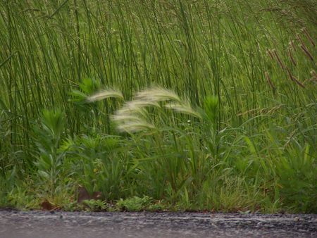 Grass Blowing in the Windの写真素材
