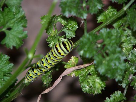 Caterpillar on a leafの写真素材