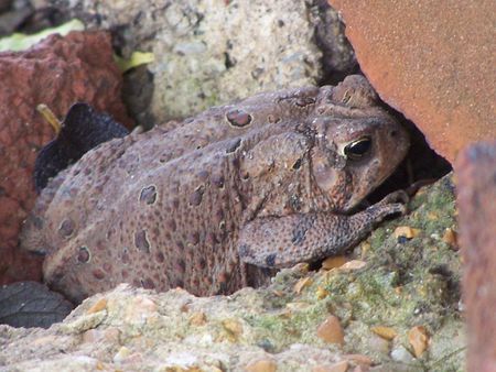 Missouri Toad Hiding in Bricksの写真素材