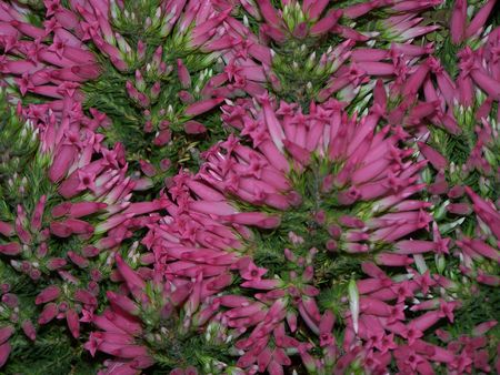 Heatherの写真素材