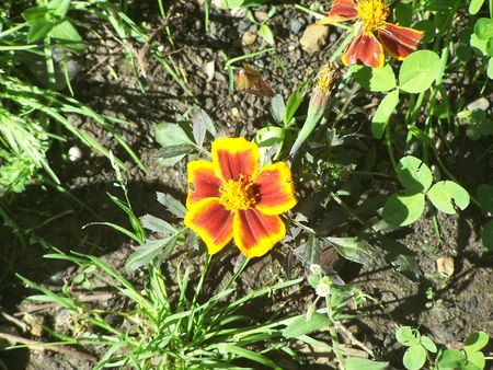 Marigoldの写真素材