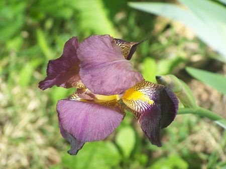 Lavender Irisの写真素材
