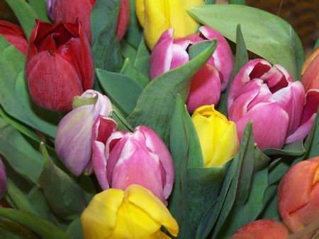 Tulips in Springの写真素材