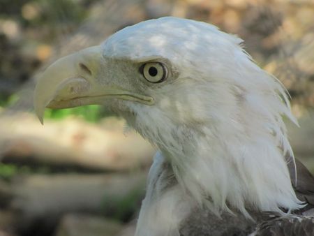 Bald Eagleの写真素材