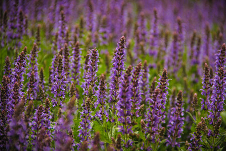 A field of tall purple sage flowers, selective focus.