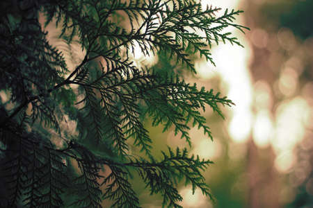 Closeup of cedar branches with bokeh background.