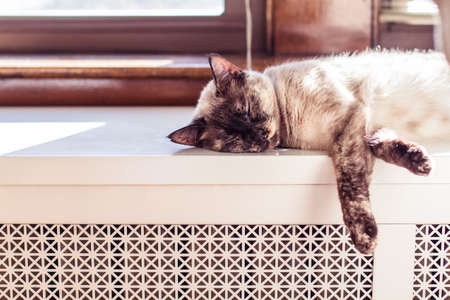 Tortie point siamese cat sleeping on a radiator in the sunlight.
