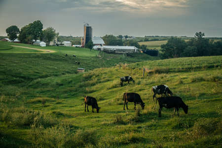 Cows grazing in a grassy field at sunset.