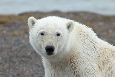Polar bear (Ursus maritimus) in the north of Icelandの写真素材