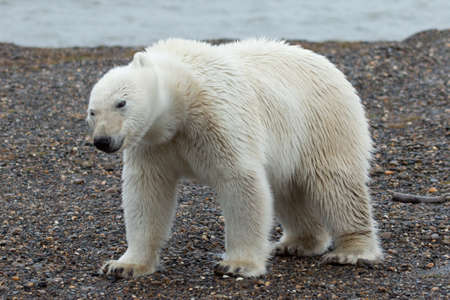Polar bear (Ursus maritimus) walking on the beach.の写真素材